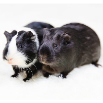 guinea pig